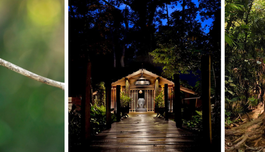 Classic Borneo itinerary