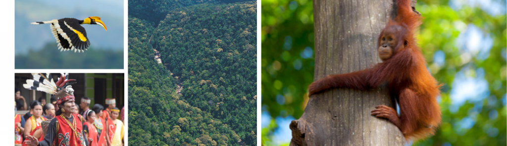 Borneo & Philippines cruise & stay