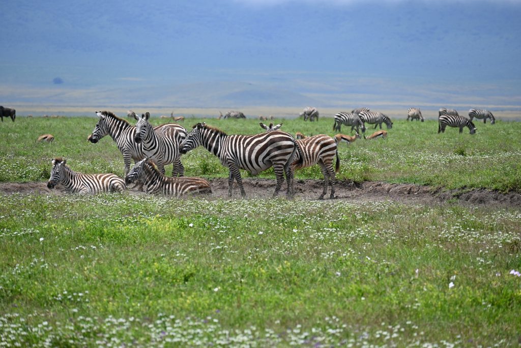 Zebra with young, Tanzania Safari
