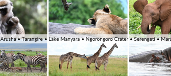 Tanzania - Arusha, Tarangire, Lake Manyara, Ngorongoro Crater, Serengeti, Mara wildlife