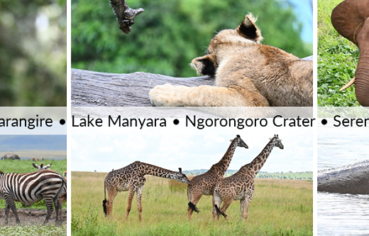 Tanzania - Arusha, Tarangire, Lake Manyara, Ngorongoro Crater, Serengeti, Mara wildlife
