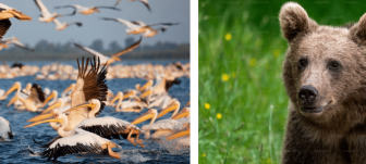 Wild Romania 7-night itinerary