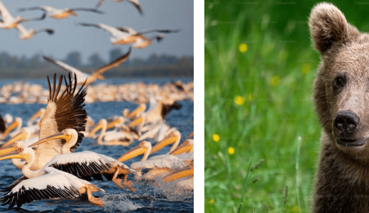 Wild Romania 7-night itinerary