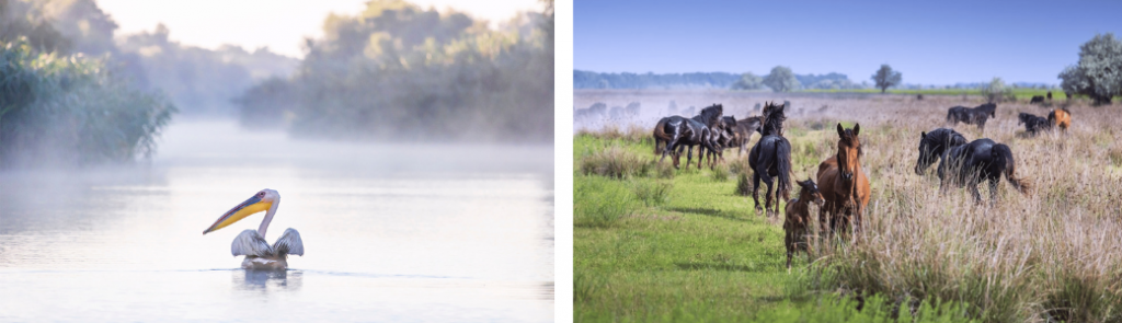 Wild Romania 7-night itinerary